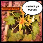 fleur.jpeg