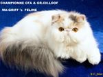 MA FELINE