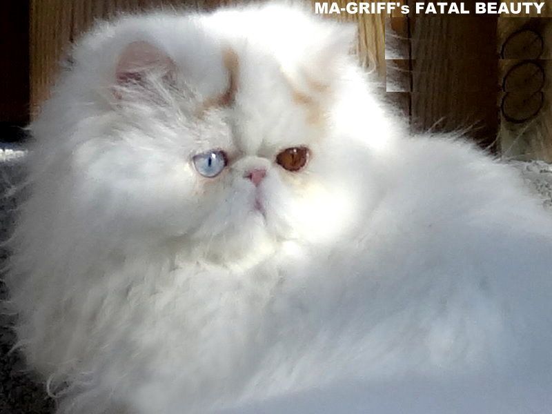 MA GRIFF's FATAL BEAUTY