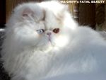 MA GRIFF's FATAL BEAUTY
