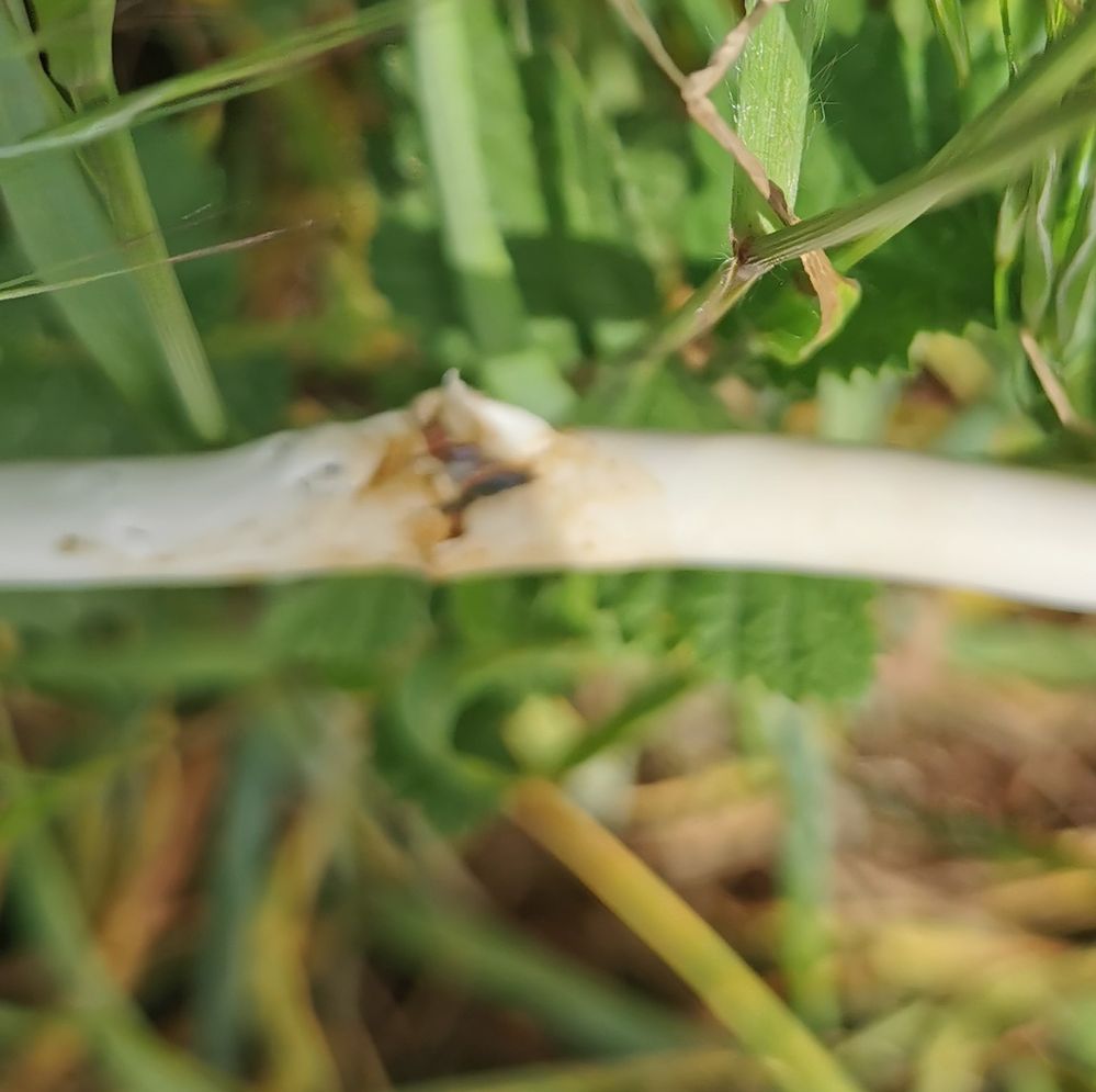 IMG_20200510_122439 (2).jpg