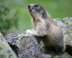 marmottin