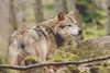 Loup.jpg