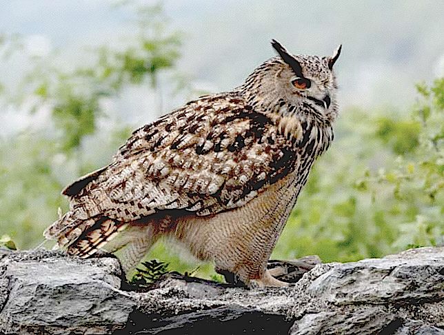 Hibou2.jpg