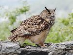 Hibou2.jpg