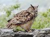 Hibou2.jpg