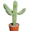 cactus-myrtillocactus.jpg