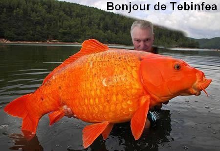 Teb poisson.jpg