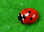36-coccinelle.jpg