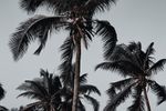 palm-tress-5082647_960_720.jpg