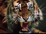 Animal021.jpg