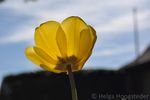 Yellow up.JPG