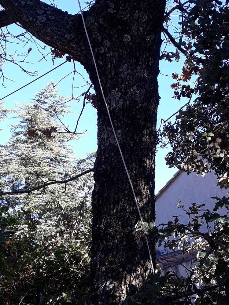 le câble descend le long de l'arbre
