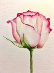 1- Rose, aquarelle.jpeg