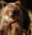th_grizzly-bear.gif