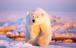 Big Polar Bear.jpg