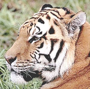 TêteDeTigre2.jpg