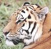 TêteDeTigre2.jpg