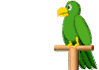perroquet_1[1].gif